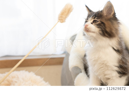 猫じゃらしとメインクーンの仔猫 猫じゃらしとメインクーンの仔猫 112629872