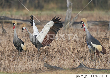Grey Crowned Crane 112630161