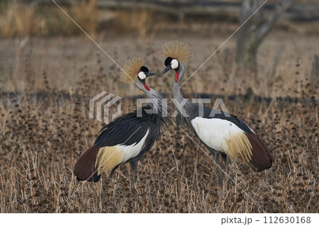 Grey Crowned Crane 112630168