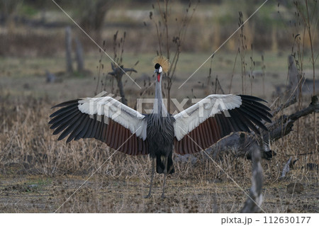 Grey Crowned Crane Grey Crowned Crane 112630177