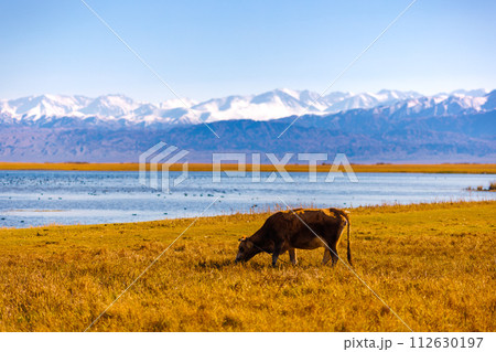 milk cow grazing on shore of mountain lake with floating ducks at sunny autumn afternoon 112630197