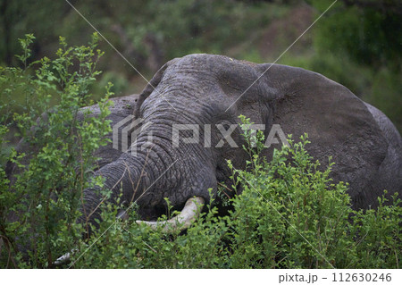 Bull African Elephant browsing Bull African Elephant browsing 112630246