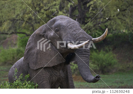 Bull African Elephant browsing Bull African Elephant browsing 112630248