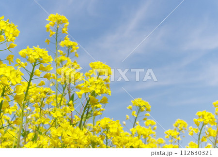 筑後川の菜の花 112630321