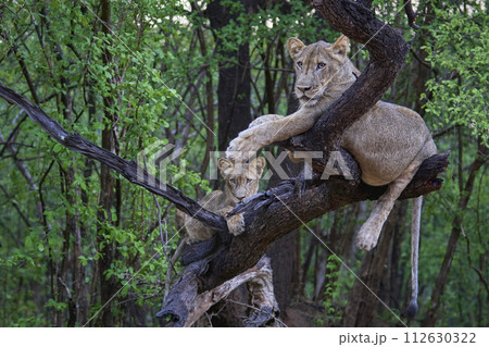 Lion in a tree 112630322