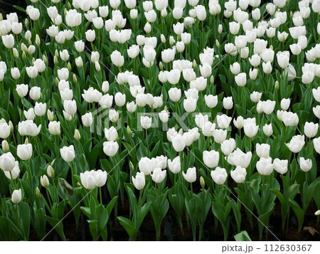 花 フラワー お花 112630367