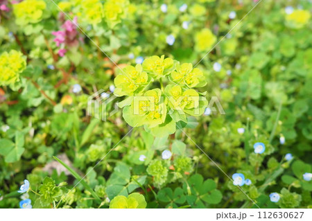 Euphorbia, flowering plant, spurge, Euphorbiaceae. Euphorbia serrata, serrated Tintern spurge, sawtooth upright spurge. Perennial herb. At the ends of the branches are inflorescences of tiny flowers. 112630627