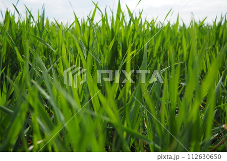 Good crops of winter wheat in the spring farm field. Green sprouts of winter wheat background. View of green meadow with growing young cereals grass. Agricultural business. Triticum aestivum 112630650