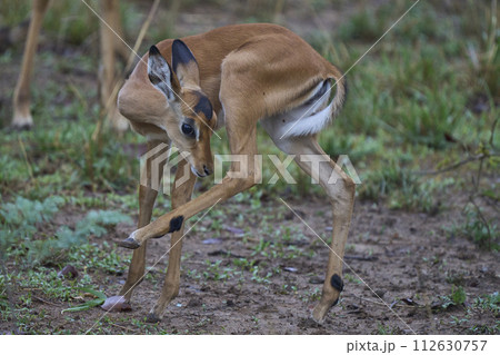 Young Impala Young Impala 112630757