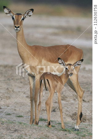 Young Impala 112630758