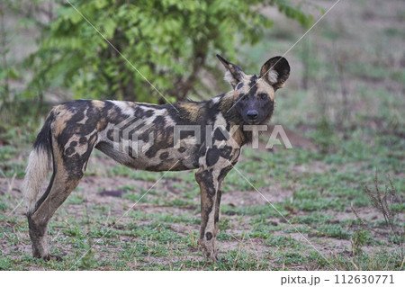 African Wild Dog 112630771