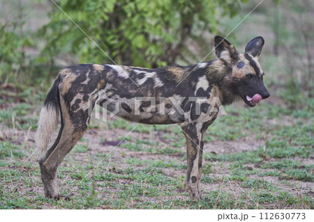 African Wild Dog African Wild Dog 112630773