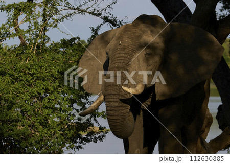 Bull African Elephant feeding Bull African Elephant feeding 112630885