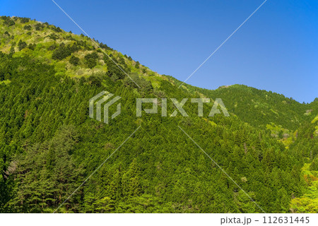 鮮やかな新緑の山の木々 鮮やかな新緑の山の木々 112631445
