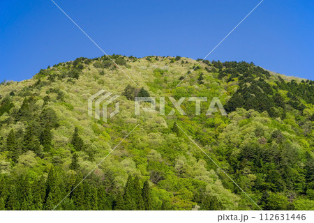 鮮やかな新緑の山の木々 112631446