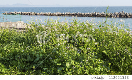 美しい海岸の風景 美しい海岸の風景 112631538