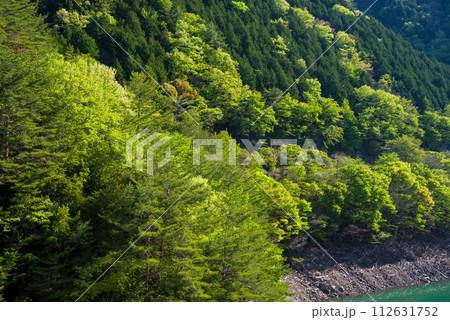 新緑の木々《岐阜県・馬瀬川沿い》 新緑の木々《岐阜県・馬瀬川沿い》 112631752