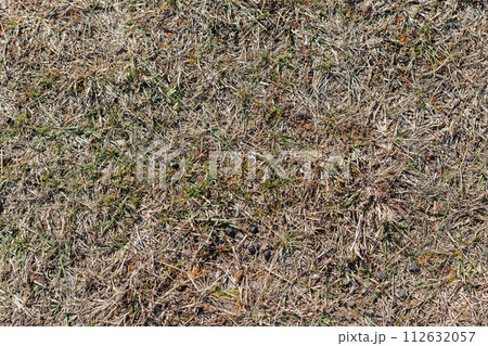 Dry grass with sheep feces at sunny day high angle view full frame background and texture Dry grass with sheep feces at sunny day high angle view full frame background and texture 112632057