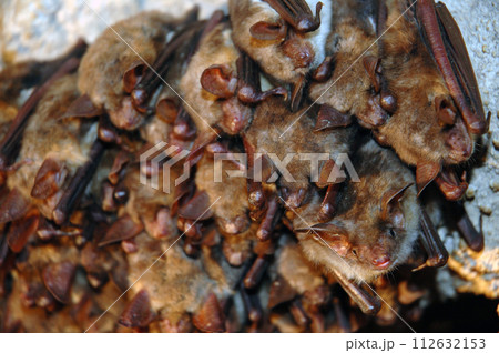Colony of hanging bats in a cave. These fllying mammals are using echolocation to navigate Colony of hanging bats in a cave. These fllying mammals are using echolocation to navigate 112632153