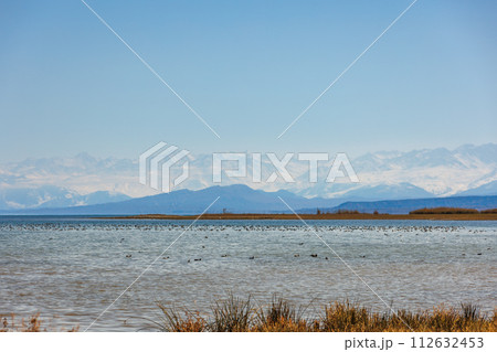 a flock of wild ducks swims on the surface of the Issyk-Kul lake with mountains in the background at summer day 112632453