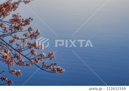 桜と波紋 112632589
