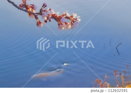桜と錦鯉 112632591