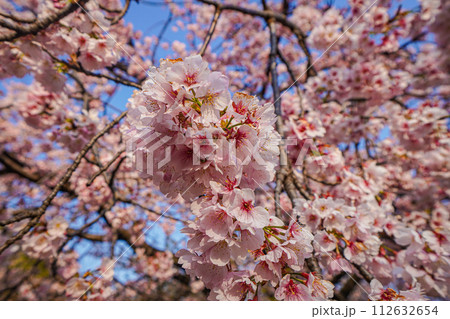 桜 桜 112632654