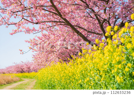 満開の桜と菜の花・春 イメージ 112633236