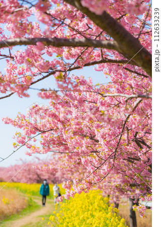 満開の桜と菜の花・春 イメージ 112633239