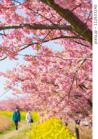 満開の桜と菜の花・春 イメージ 満開の桜と菜の花・春 イメージ 112633240