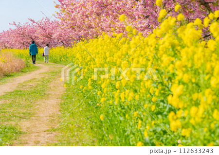 満開の桜と菜の花・春 イメージ 112633243