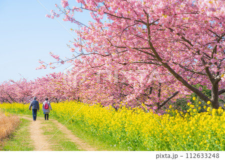満開の桜と菜の花・春 イメージ 満開の桜と菜の花・春 イメージ 112633248