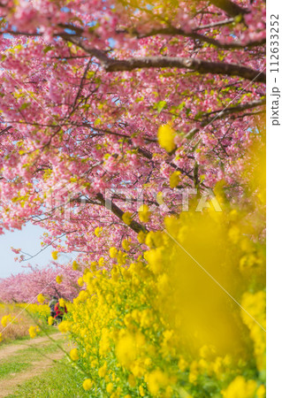 満開の桜と菜の花・春 イメージ 満開の桜と菜の花・春 イメージ 112633252