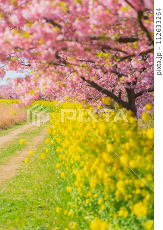 満開の桜と菜の花・春 イメージ 112633264