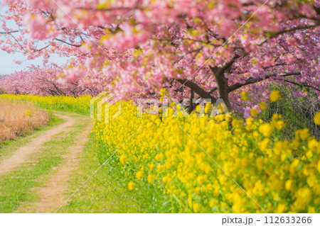 満開の桜と菜の花・春 イメージ 満開の桜と菜の花・春 イメージ 112633266