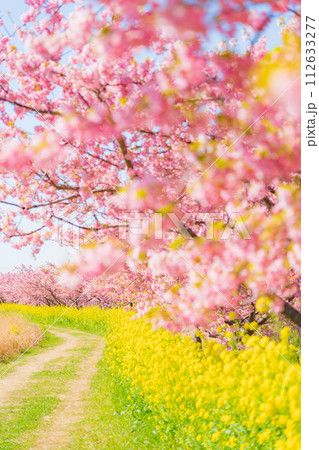満開の桜と菜の花・春 イメージ 満開の桜と菜の花・春 イメージ 112633277