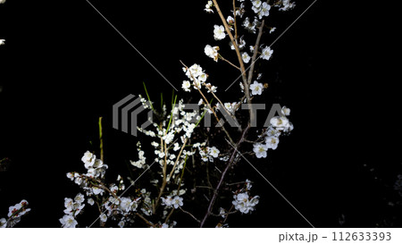 ライトアップされた枝桜 ライトアップされた枝桜 112633393