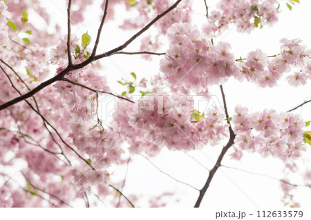 Spring background of blossom cherry flowers closeup 112633579