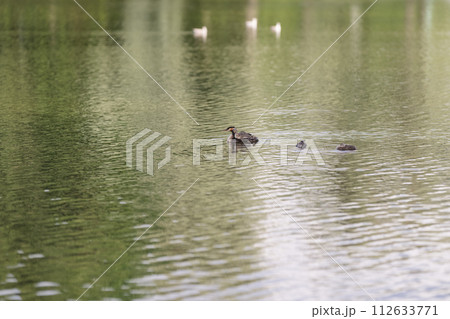 Great crested grebe family on a pond on a summer day Great crested grebe family on a pond on a summer day 112633771