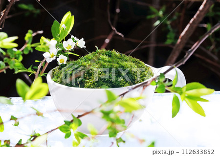 白い小さなユキヤナギの花と小さなカップに植えつけた山ゴケ 白い小さなユキヤナギの花と小さなカップに植えつけた山ゴケ 112633852