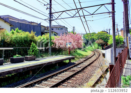 【京都】春の嵐電　宇多野駅のホームと鮮やかなピンクの花 112633952