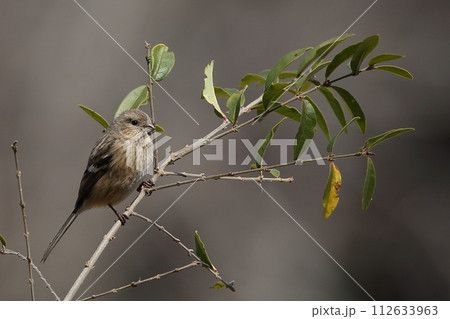 べにましこ 112633963