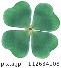 clover leaf isolated on white 112634108
