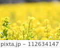 春の光を浴びる菜の花 112634147