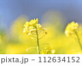 黄色い菜の花 112634152