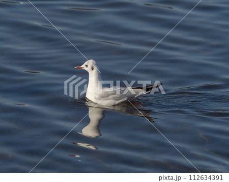 大和川を漂うウミネコ 112634391