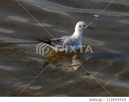 大和川を漂うウミネコ 112634410