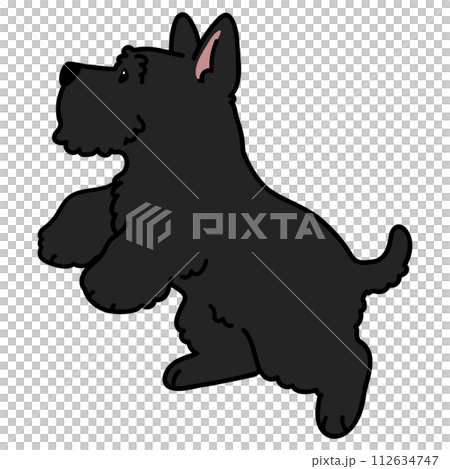 ジャンプするシンプルで可愛い黒いスコティッシュテリアのイラスト　主線あり 112634747