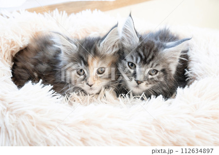 ピンクのベッドに入った2匹の仔猫 112634897