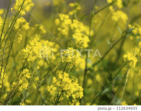 大阪を流れる大和川沿いに咲く菜の花 112634935